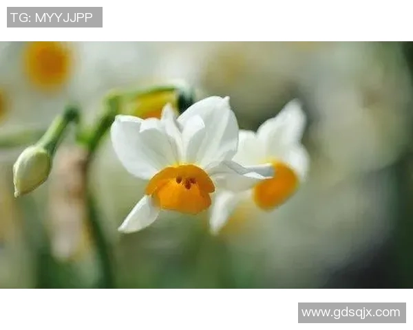 焦泊乔的成长之路与奋斗精神探析：从平凡到卓越的心路历程